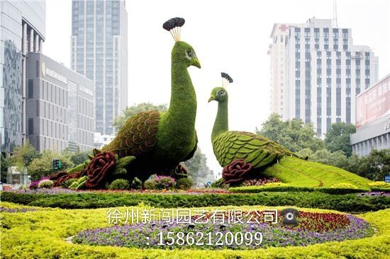 五色草制作鳳凰工程